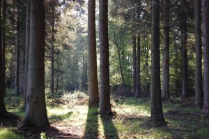 Skov i modlys